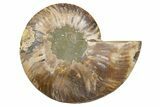 Cut & Polished Ammonite Fossil (Half) - Madagascar #345614-1